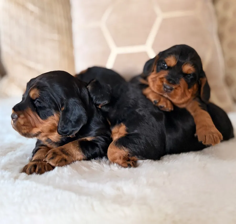Black And Tan KC Reg Docked Working Cocker Pups image 2