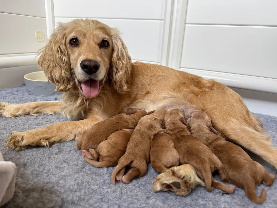 KC Registered Cocker Spaniel Puppies image 2