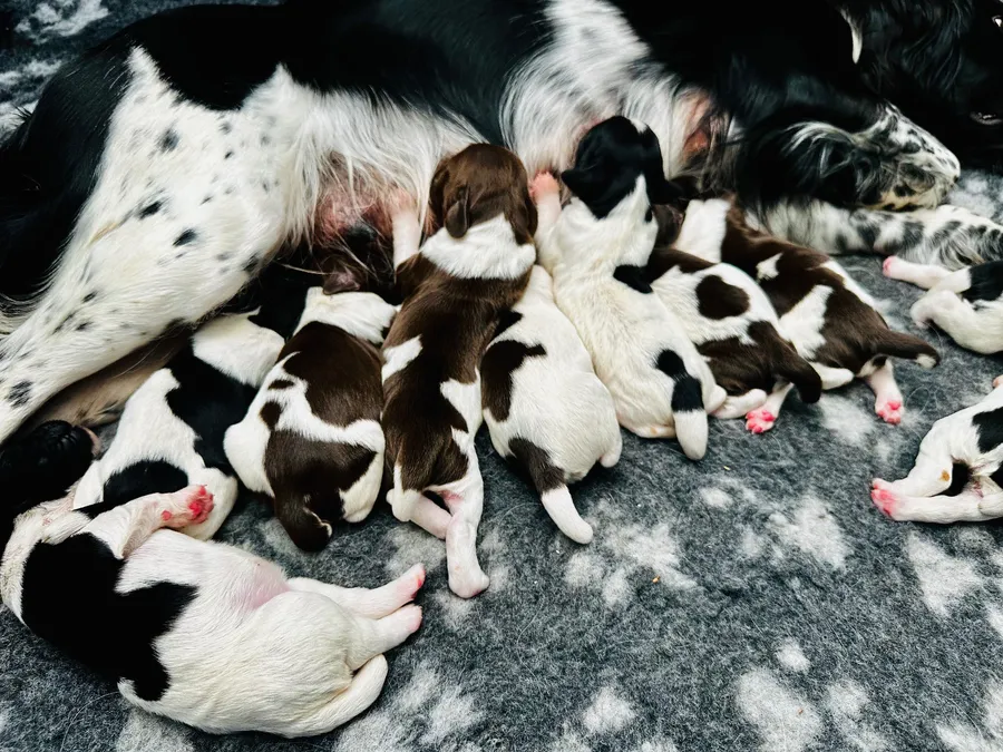 KC Registered Springer Spaniel Puppies image 4
