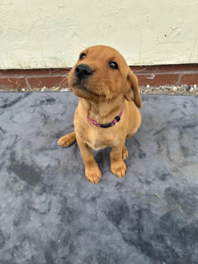 Fiorella Fantasticas Fox Red Puppies image 7