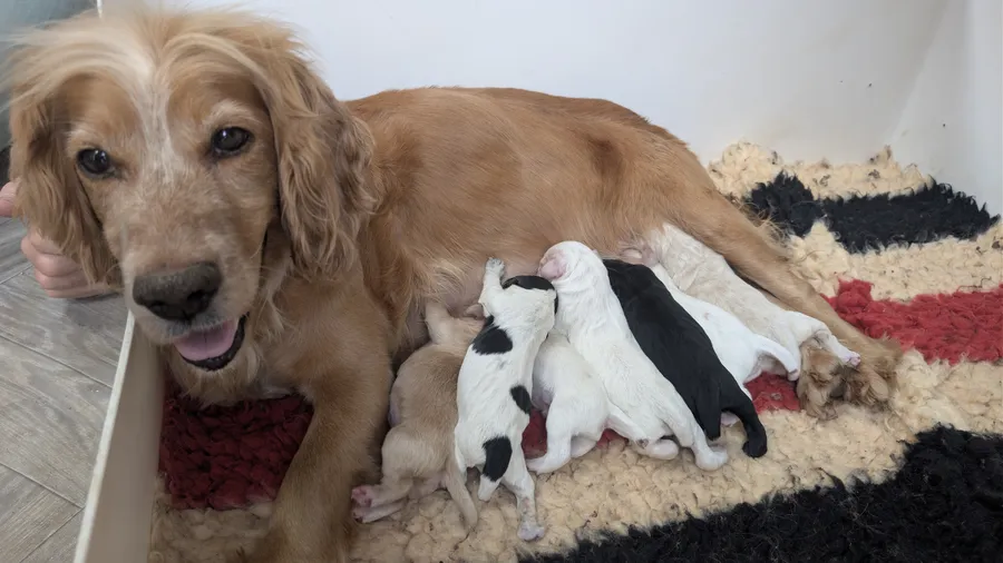 KC working cocker spaniel puppies image 2