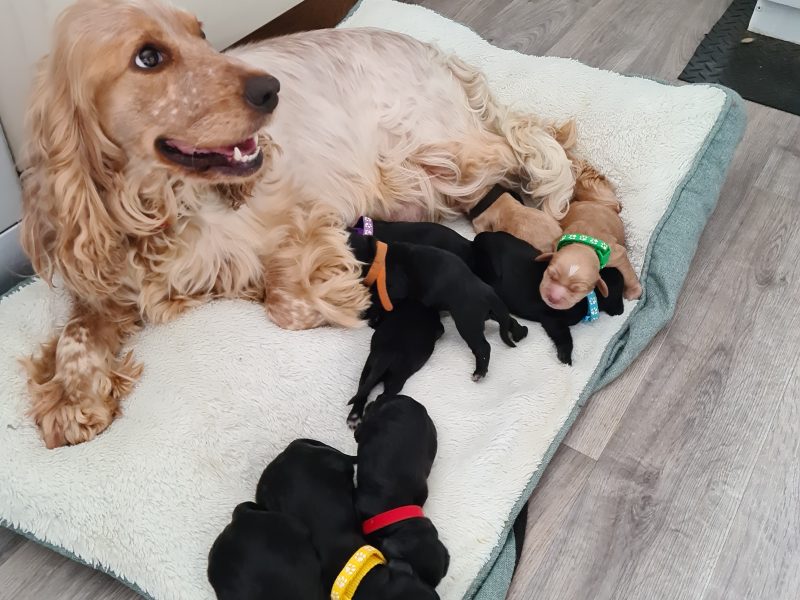 Cocker spaniel image 2
