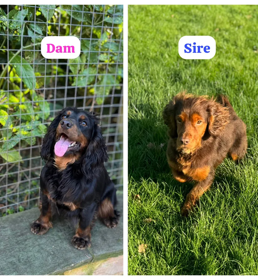 Black And Tan KC Reg Docked Working Cocker Pups image 7