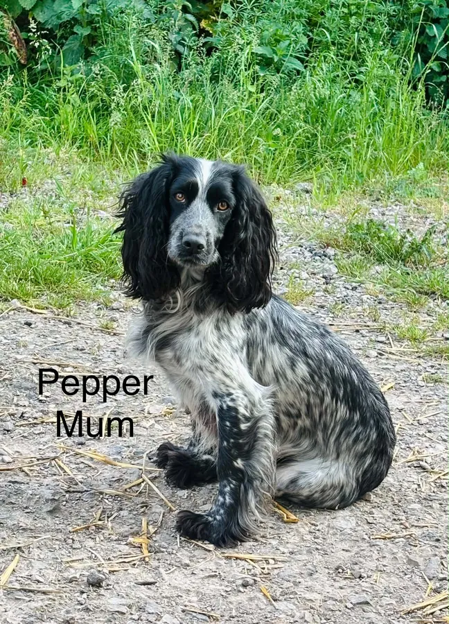 Working cocker puppies image 4