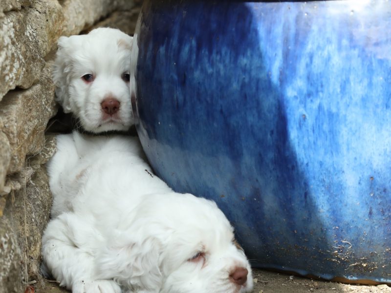 Working Clumber Spaniel Puppies image 2