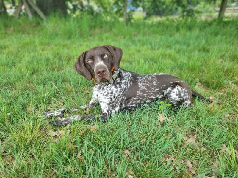 KC Registered GSP 19 Months Exceptional Working Lines image 4