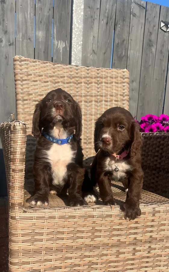 Chocolate cocker spaniel puppy image 5