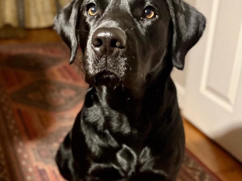 FTCh sired black Labrador puppies image 7