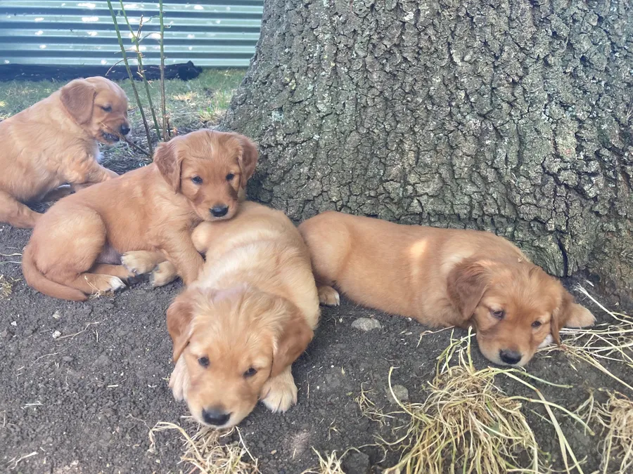 Gorgeous golden retriever puppies image 3