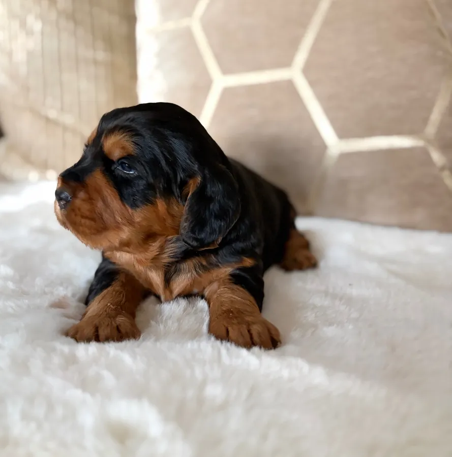 Black And Tan KC Reg Docked Working Cocker Pups image 4