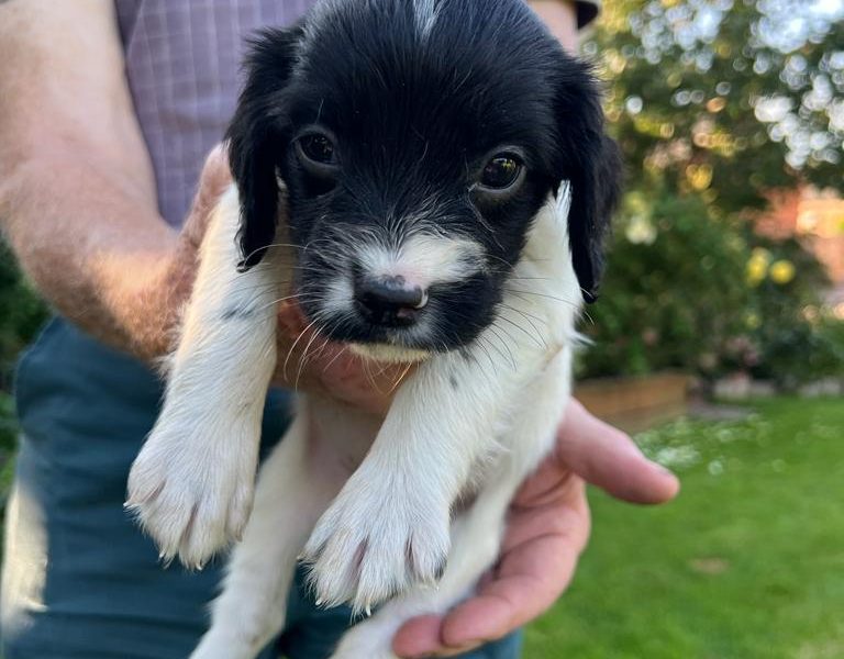 English springer spaniel pups image 4