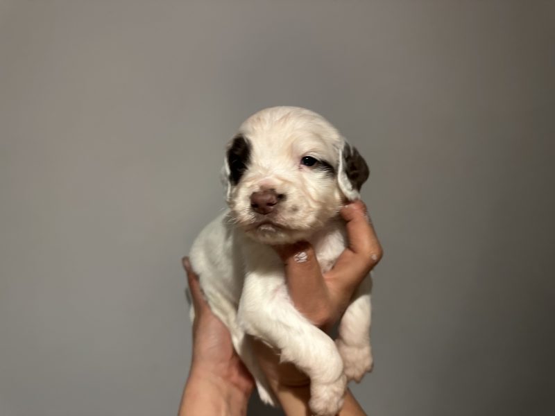 Kc registered English springer spaniels image 4