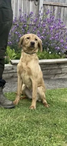 labrador bitch 7 months image 2