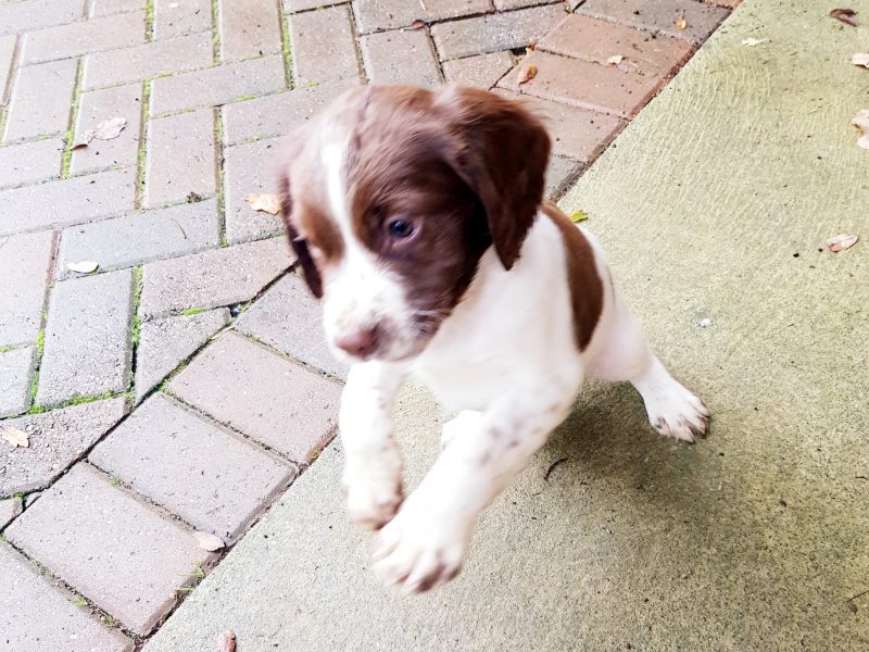 3 kc registered pups all boys image 4