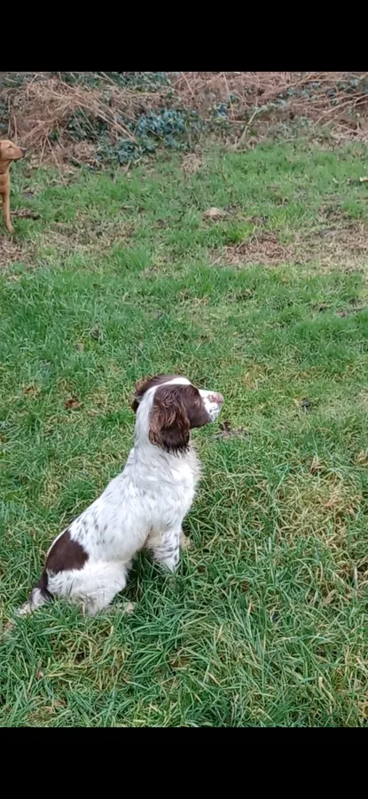 Springer-Spaniel-Stud-northern-ireland