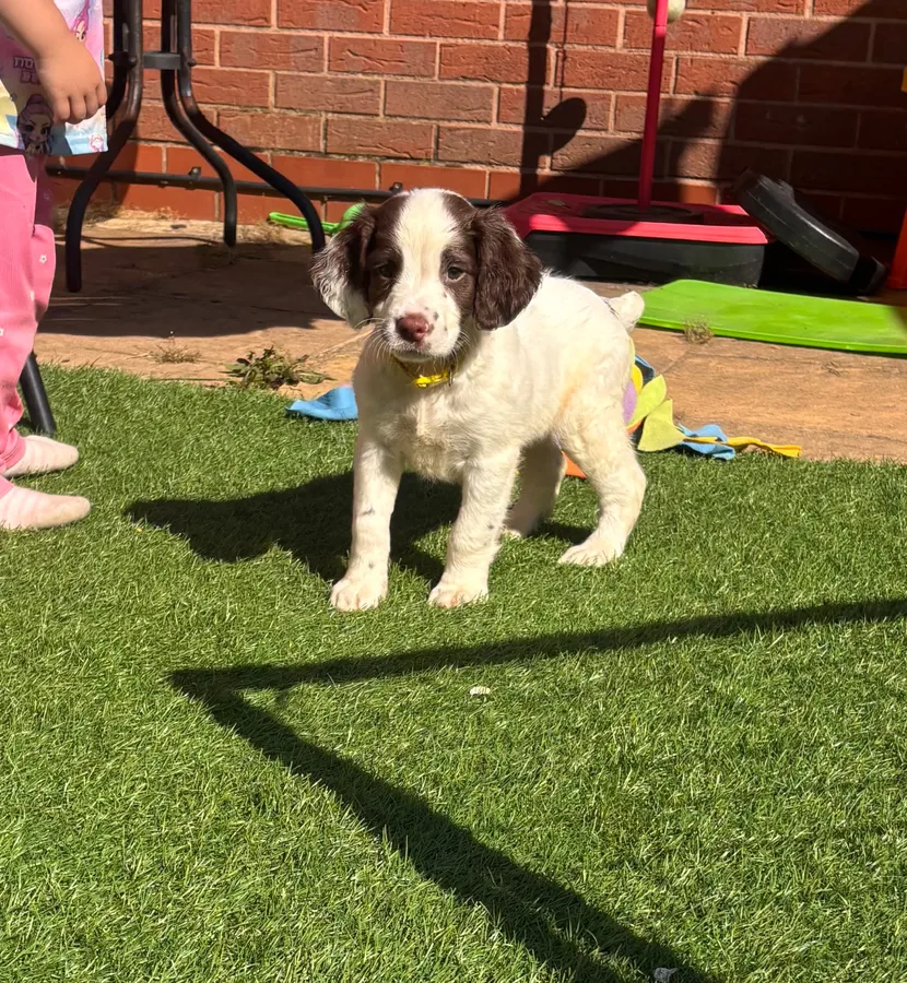 Kc registered springer pups image 4
