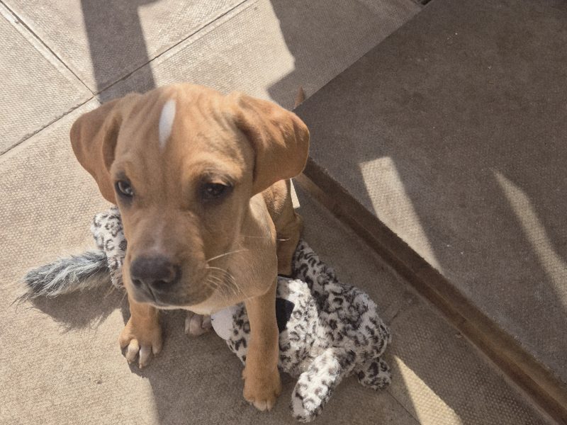 Portuguese pointer puppy for sale image 3