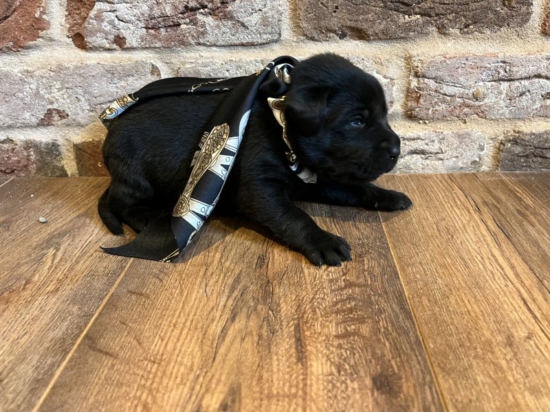 Most Beautiful Labrador Puppies image 4