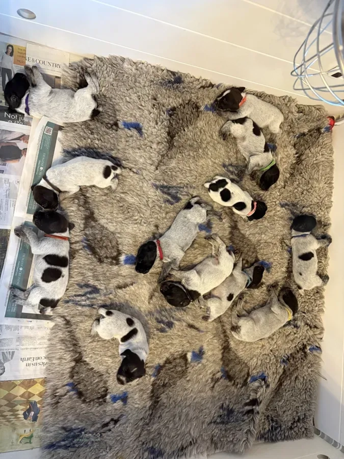 GWP puppies Super litter image 1