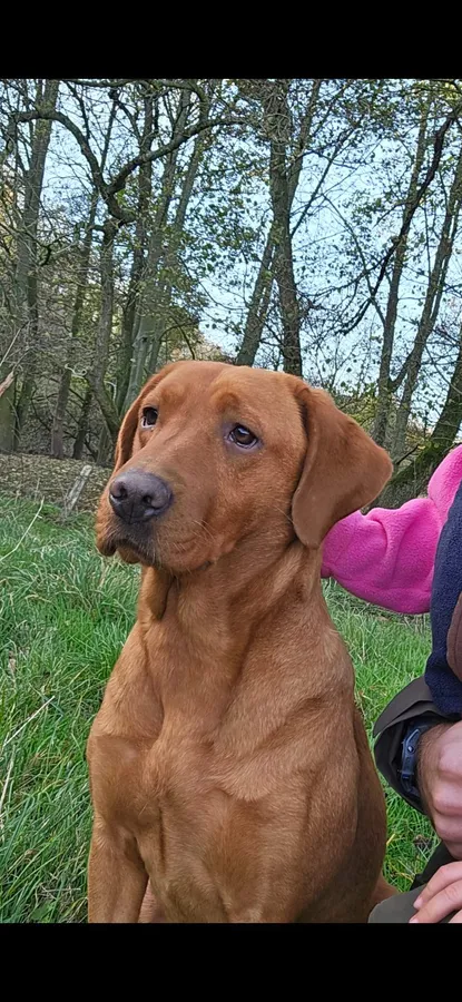 Kc reg Red labrador puppies image 6