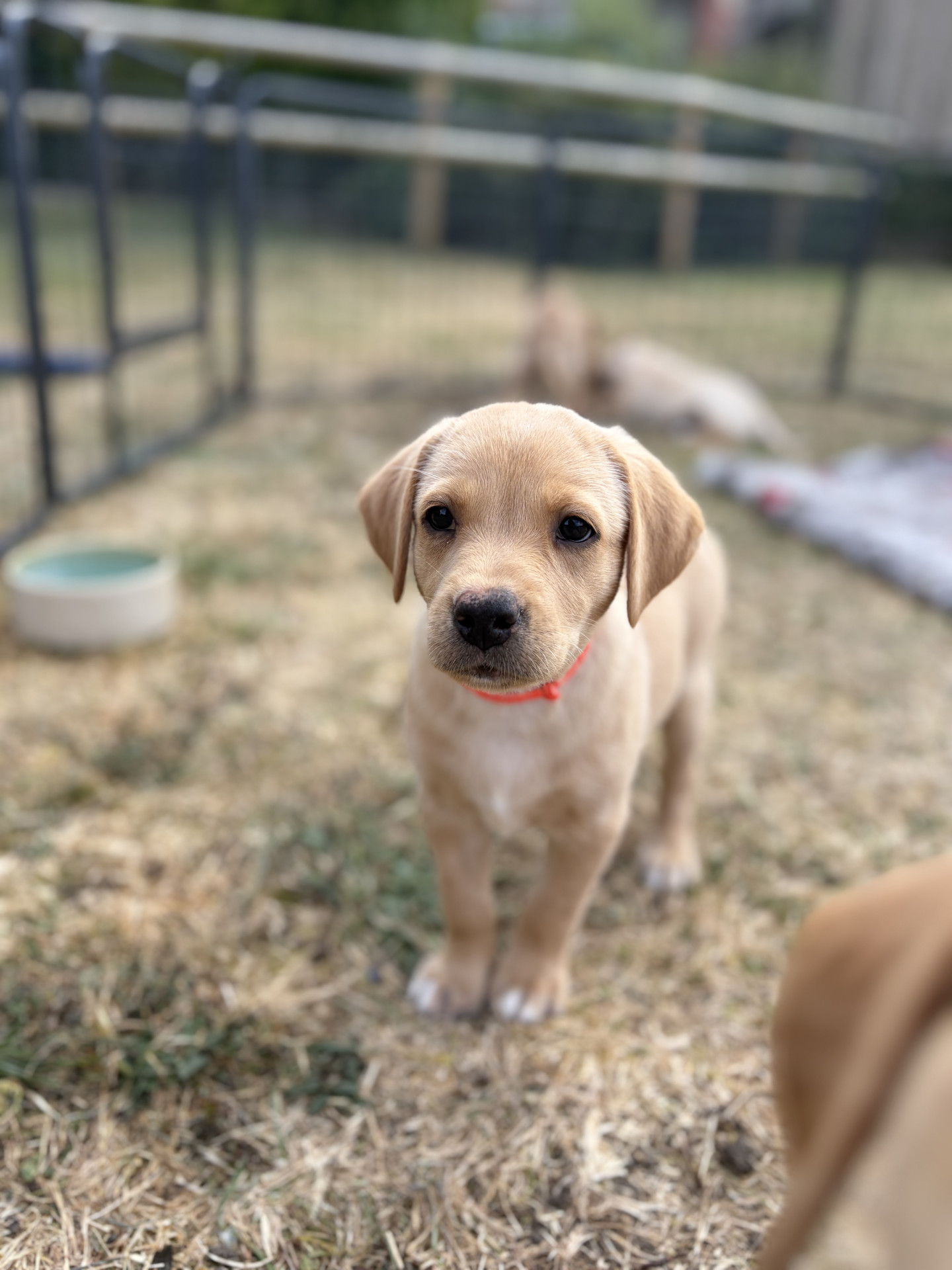 9 KC Fox Red-Yellow Labrador Puppies image 5