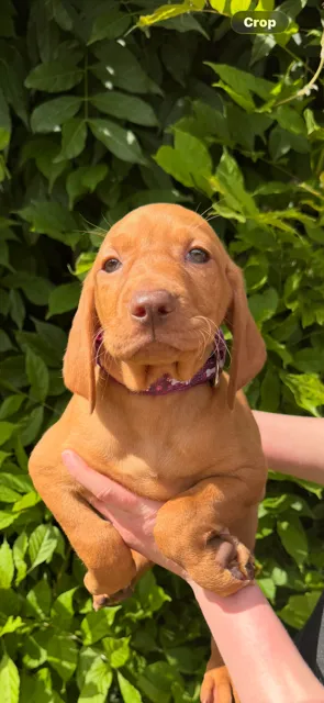 Hungarian visla pups