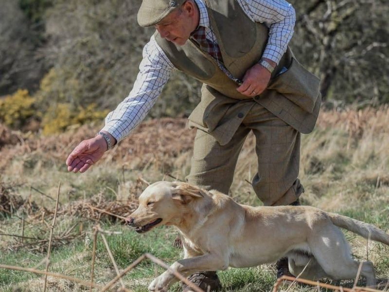 2 only Field Trial Champion bred Labrador pups left. image 4