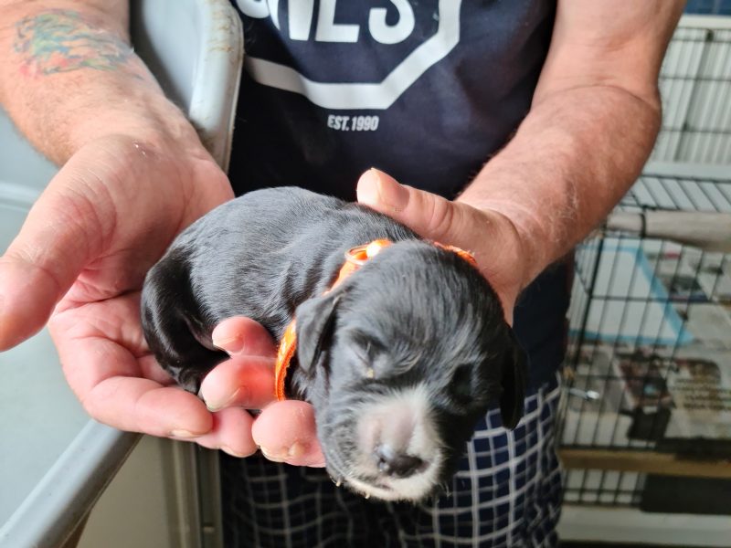 Cocker spaniel image 3