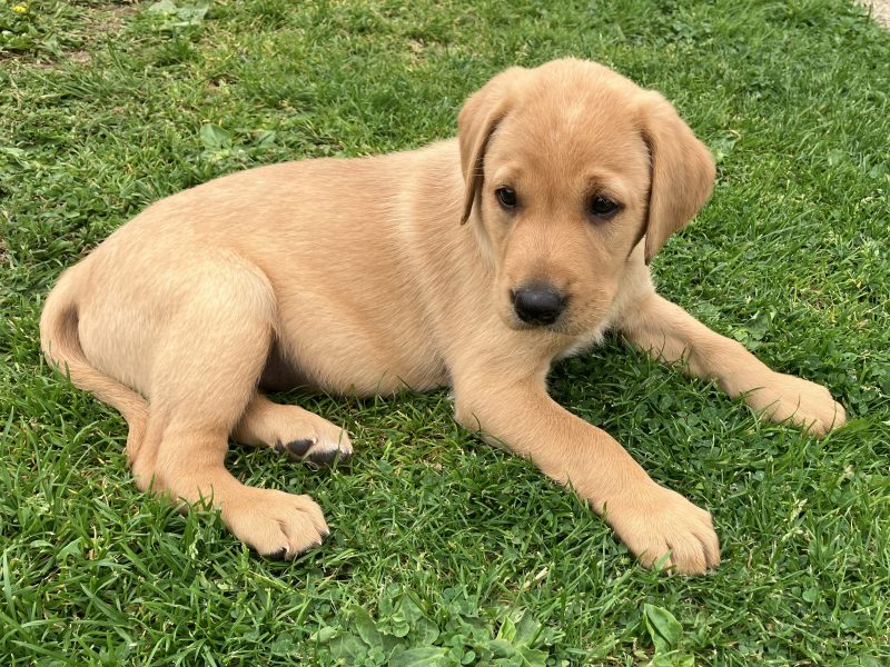 3 yellow boy puppies remaining image 2