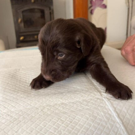 Flat coated retriever puppies in Newton Abbot
