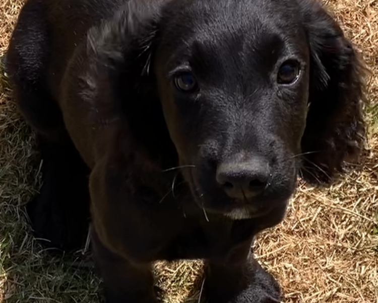 Beautiful registered cocker spaniels image 4
