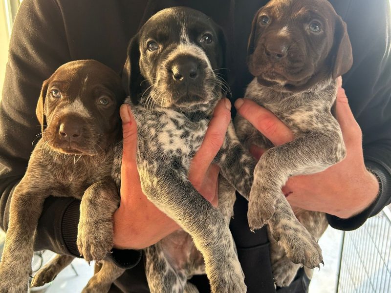 German Shorthair Pointer KC registered image 6