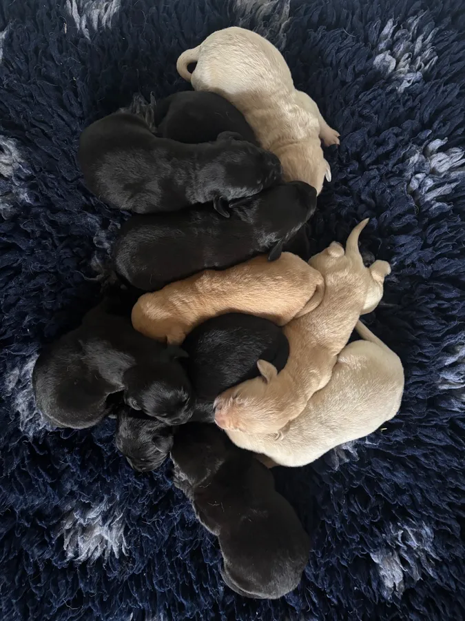 Gorgeous KC Labrador Puppies Ready this week image 3
