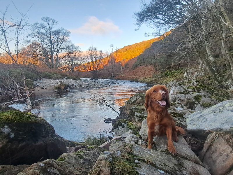 Fin - Red Cocker Spaniel Stud (KC Reg.) with strong working heritage image 6