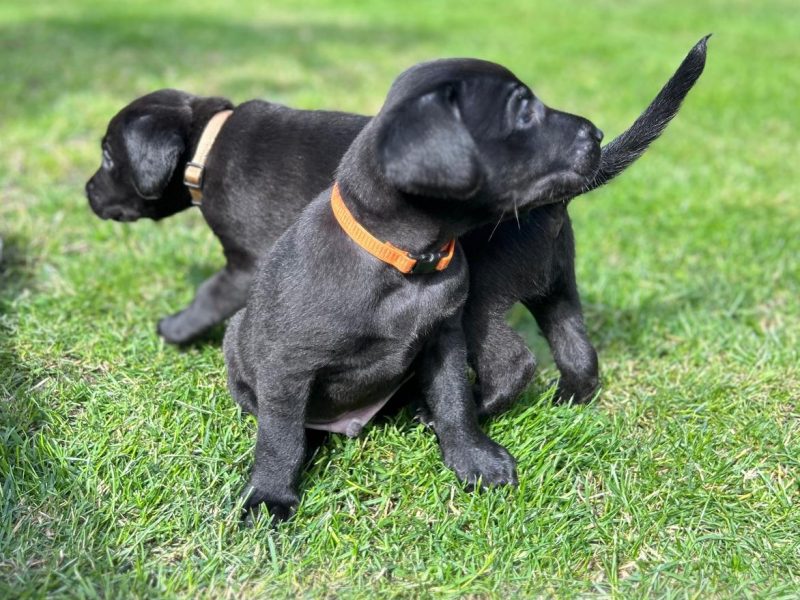 FTCh sired black Labrador puppies image 1