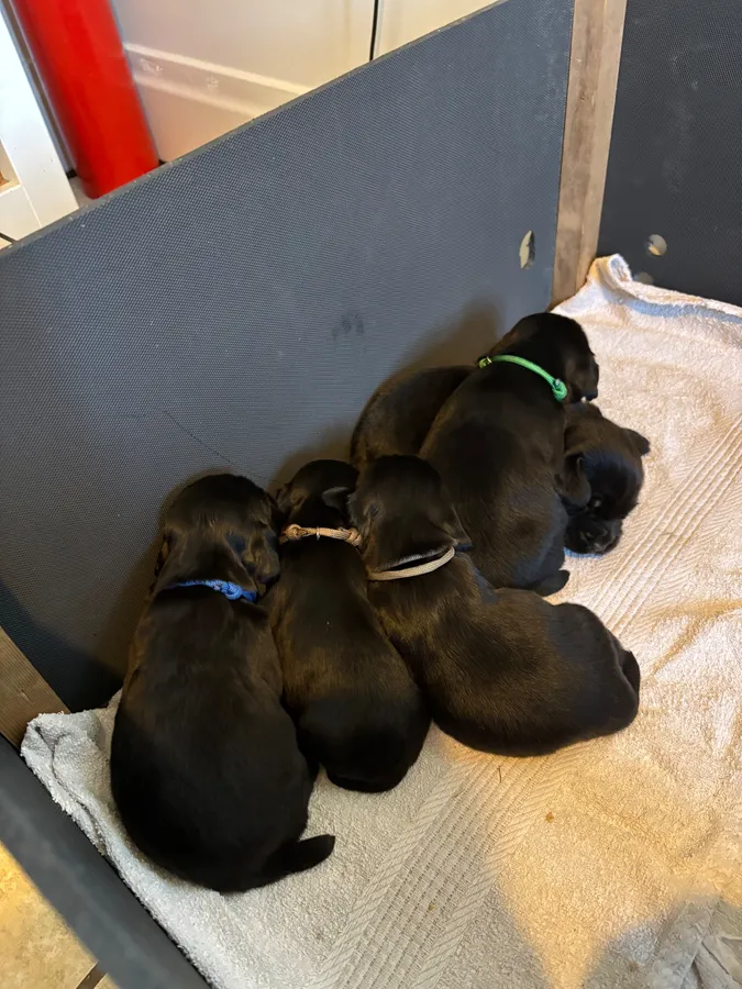 Outstanding litter of working cocker spaniel pups image 4