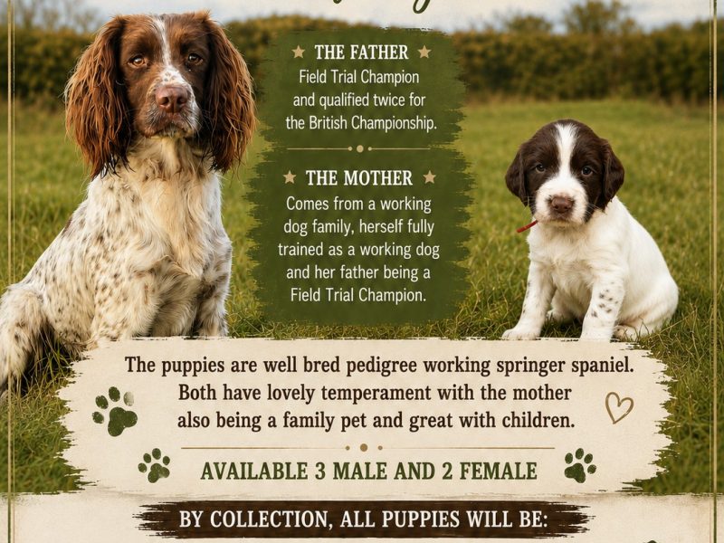 English Springer Spaniel puppies  (3 male available) image 3