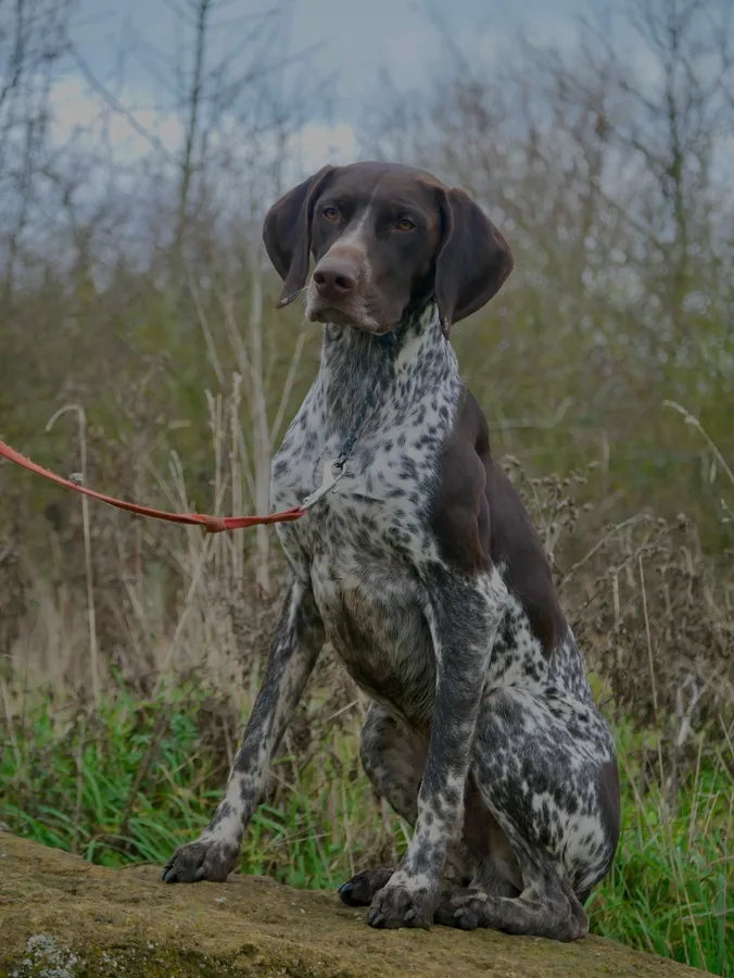 Proven GSP stud