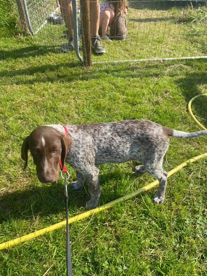 Short Haired German Pointer Puppies image 3