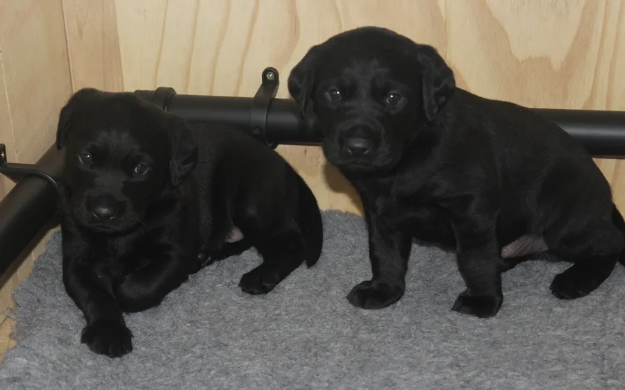 EXCEPTIONALLY WELL BRED PUPS FOR SALE
