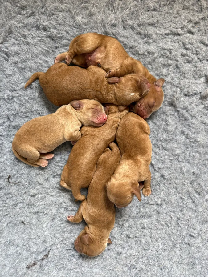 KC Registered Cocker Spaniel Puppies image 3