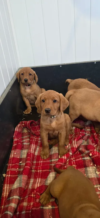 Kc reg Red labrador puppies image 5