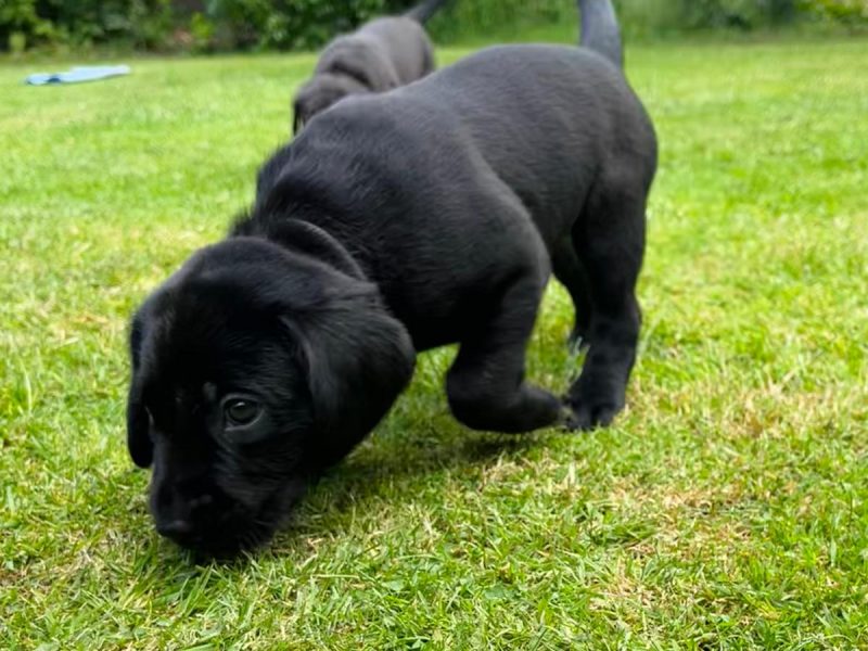 FTCh sired black Labrador puppies image 4