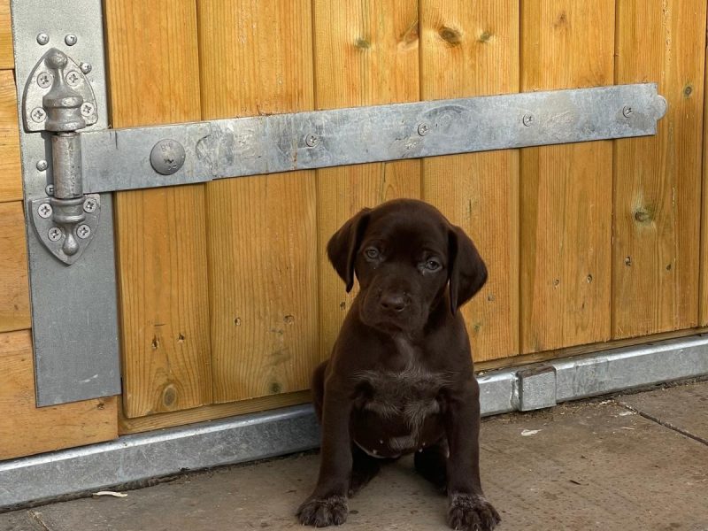 Dual Purpose GSP Puppies image 1