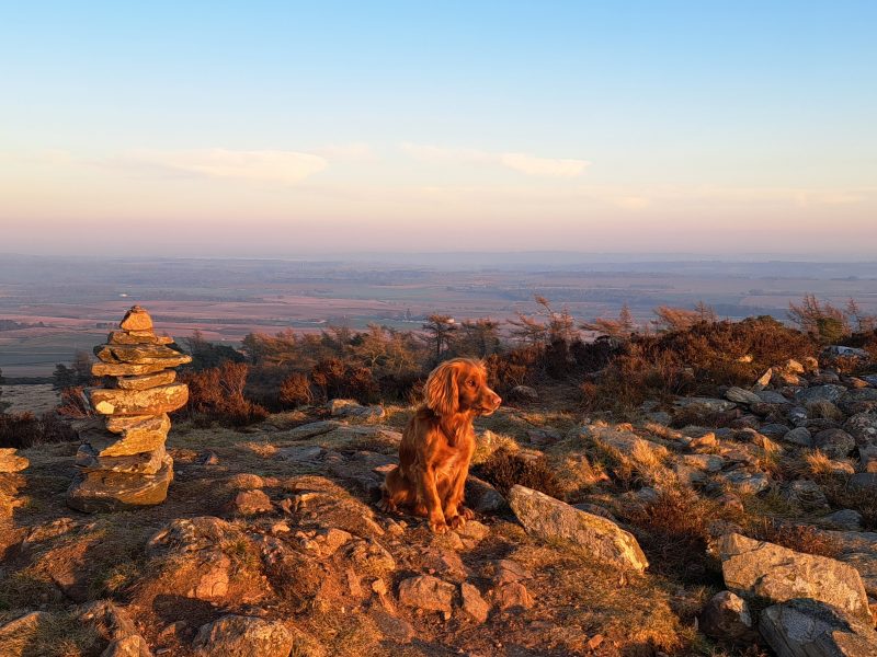 Fin - Red Cocker Spaniel Stud (KC Reg.) with strong working heritage image 4