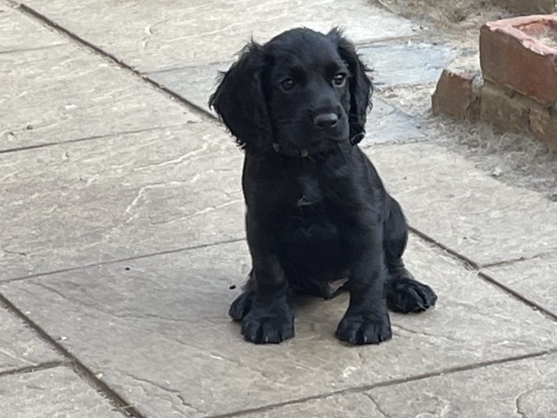 Fantastically well bred working cocker spaniels dog puppies image 2