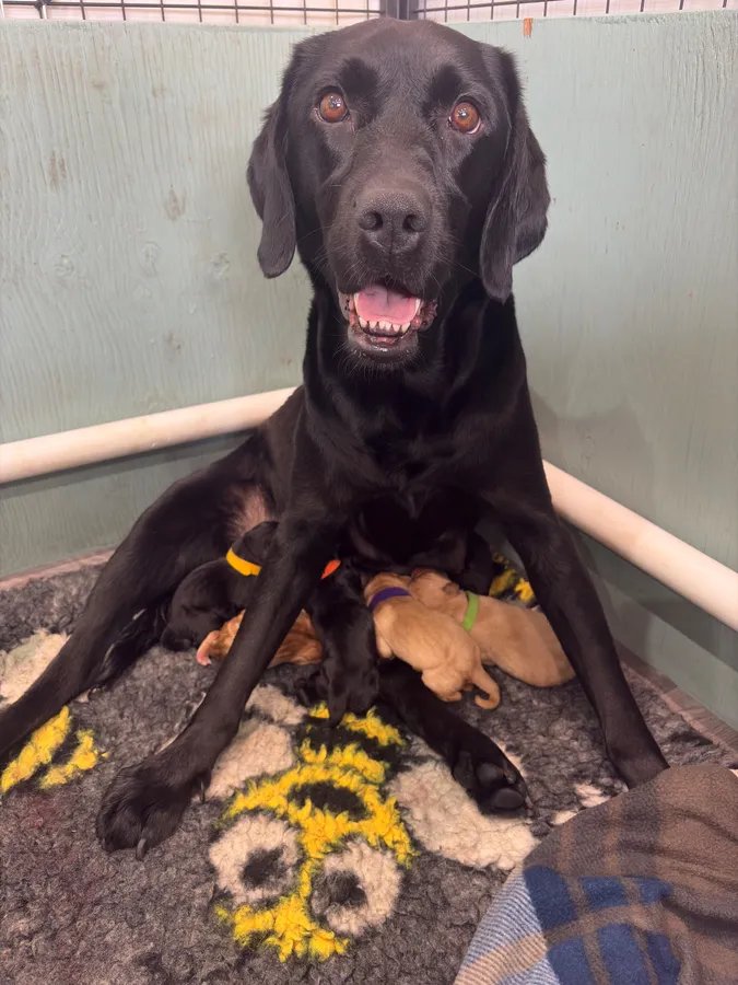 Exceptional Kc registered Labrador puppies