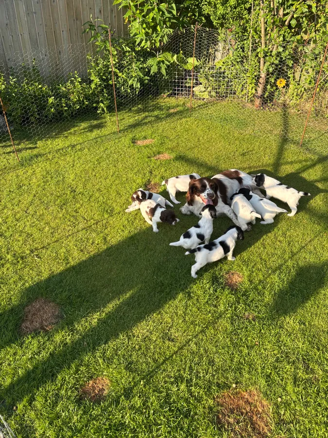 ESS pups for sale image 2