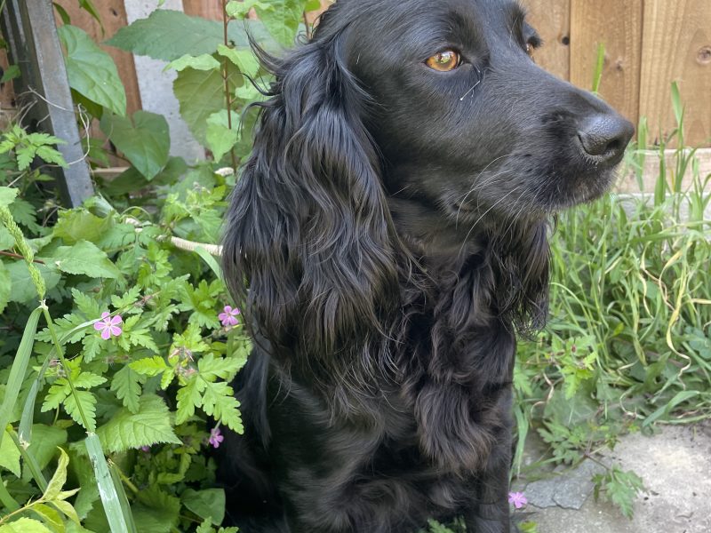 Fantastically well bred working cocker spaniels dog puppies image 5