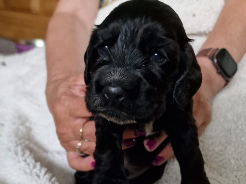 Cocker spaniel image 4